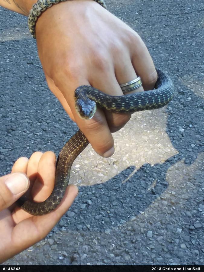 Eastern Gartersnake