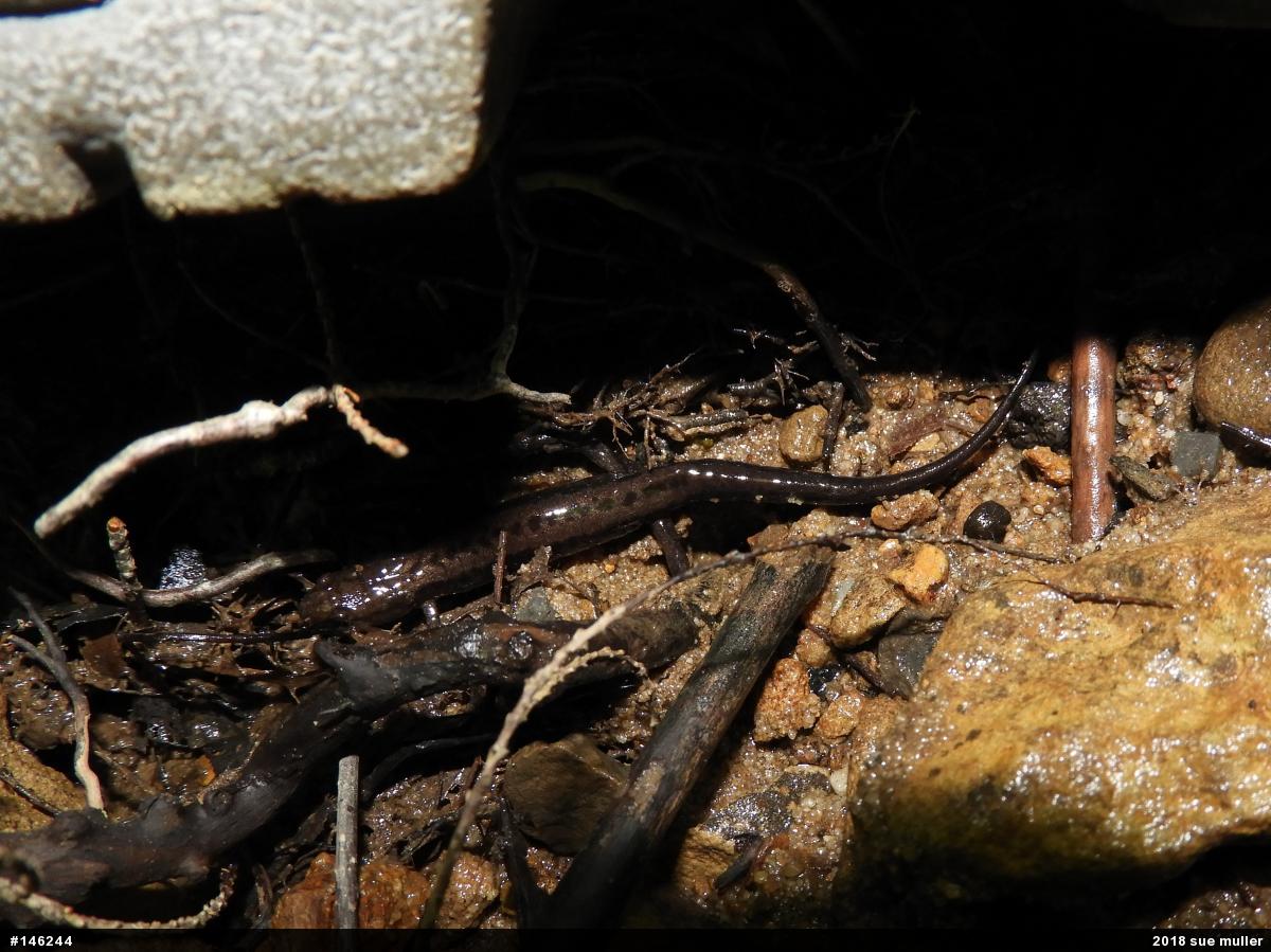 Allegheny Mountain Dusky Salamander