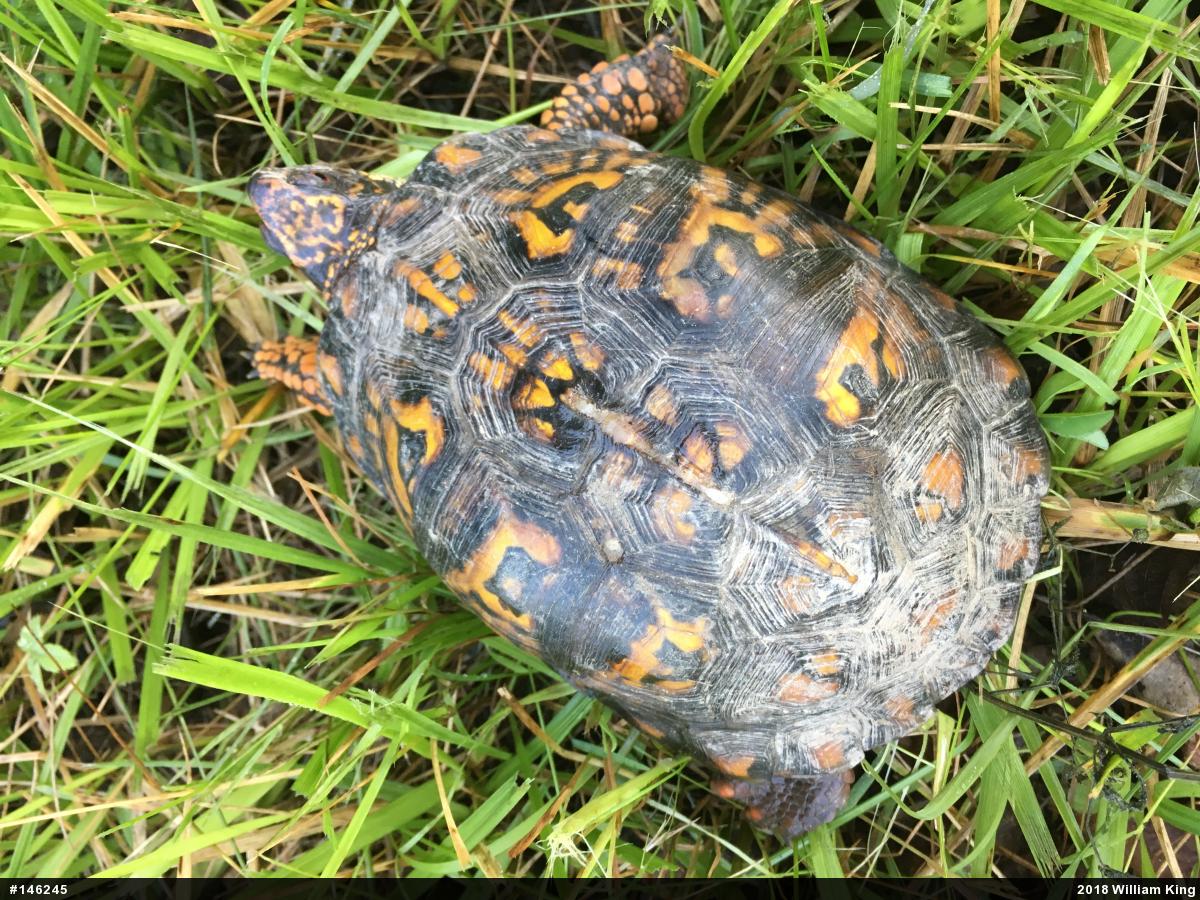 Eastern Box Turtle