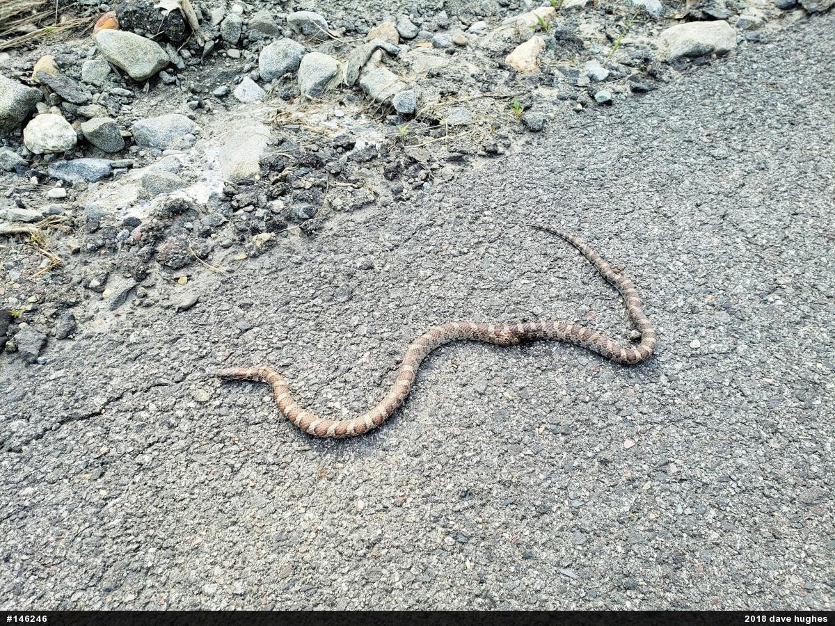 Eastern Milksnake