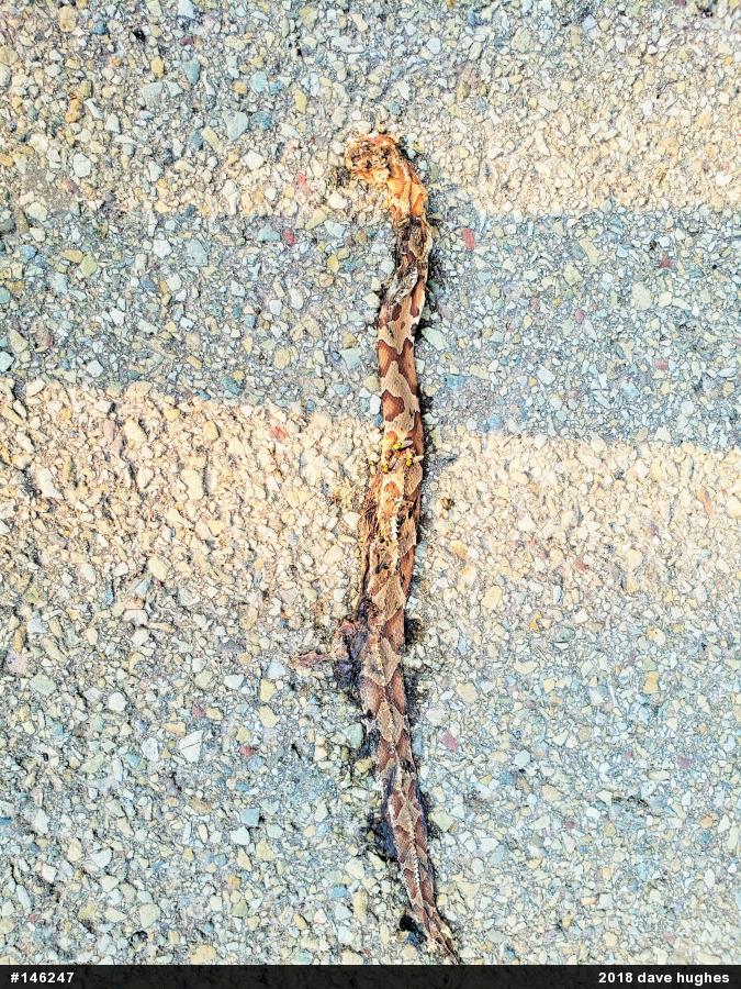 Northern Copperhead