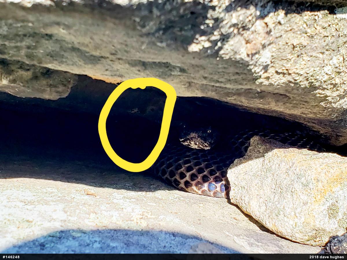 Timber Rattlesnake