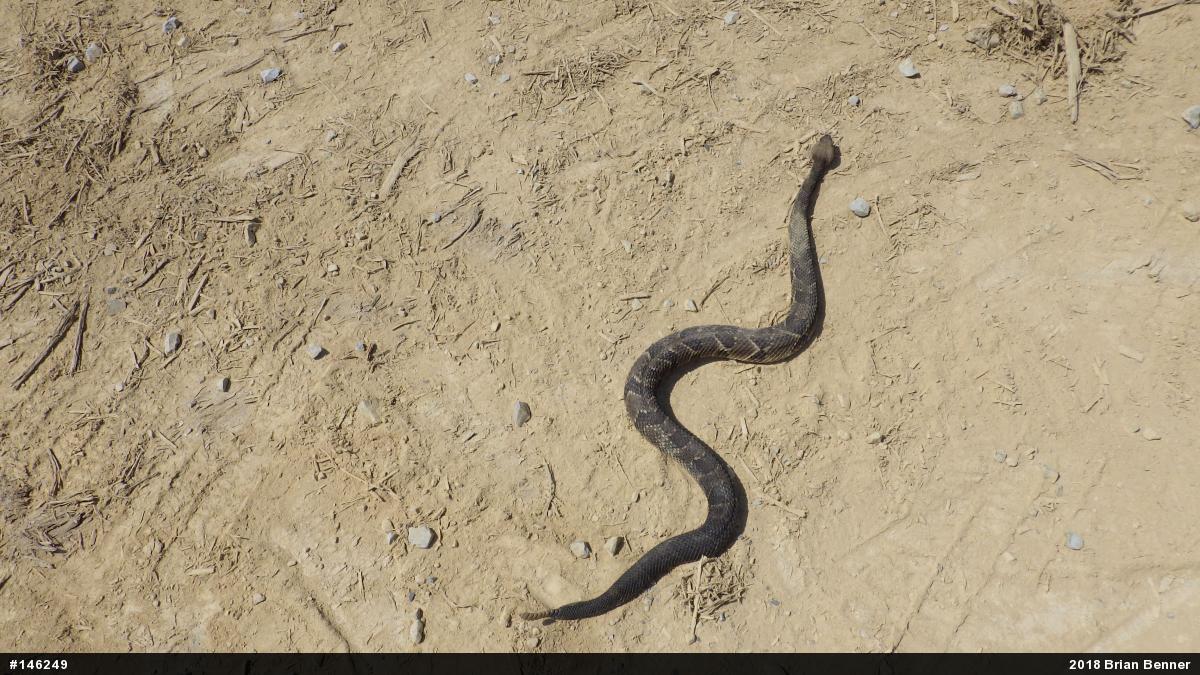 Timber Rattlesnake