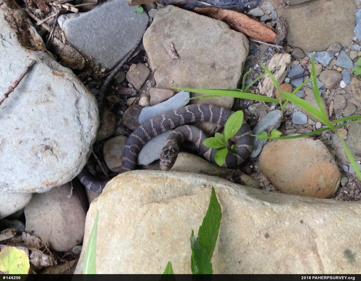 Northern Watersnake