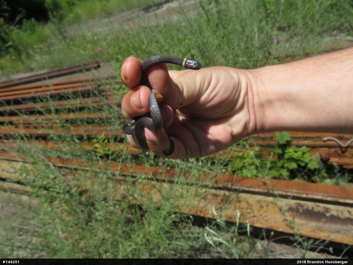 Northern Ring-necked Snake
