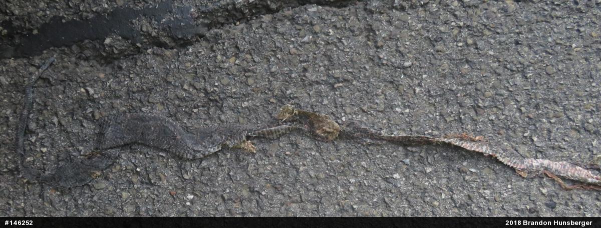 Eastern Ratsnake