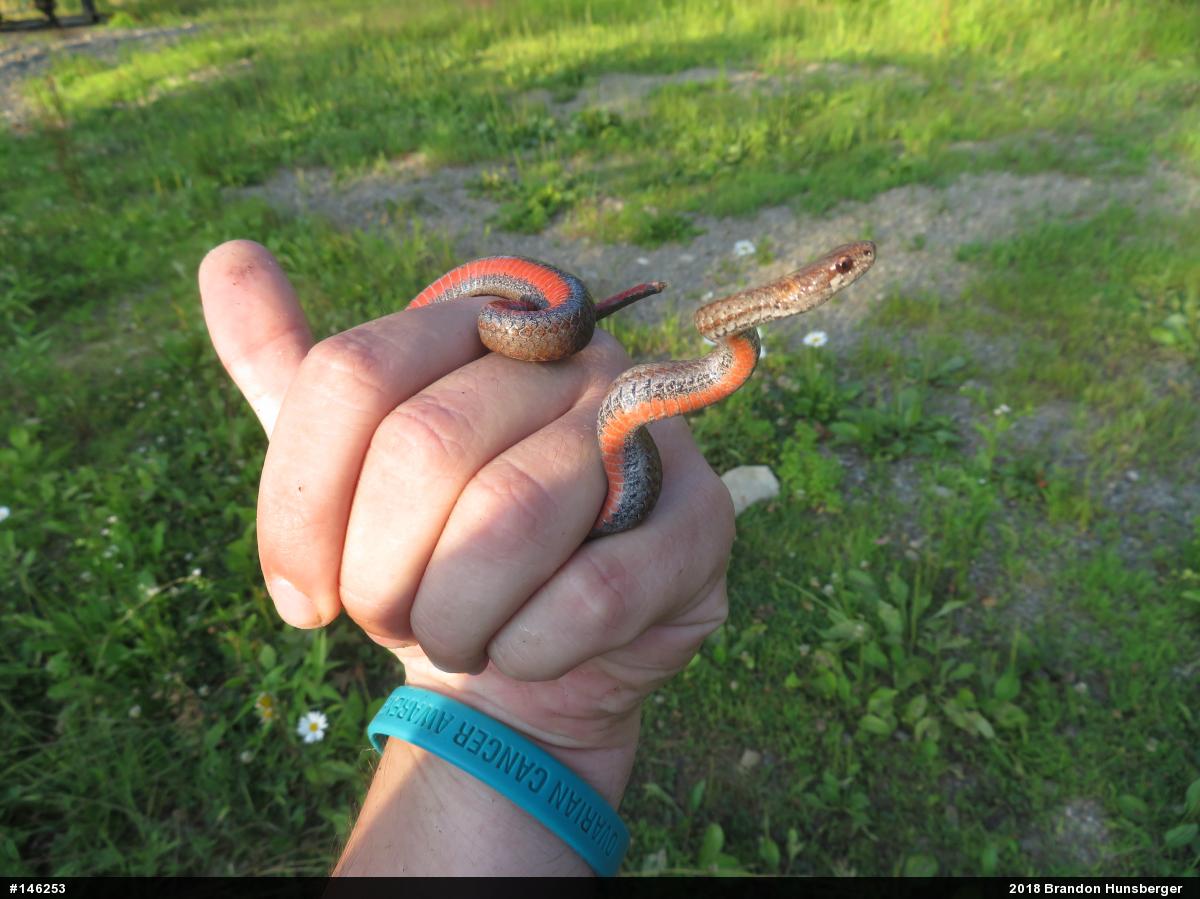 Red-bellied Snake