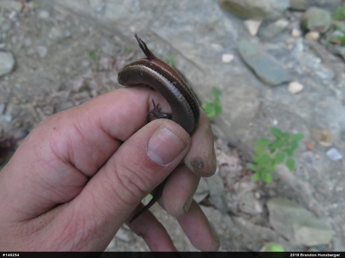Northern Coal Skink
