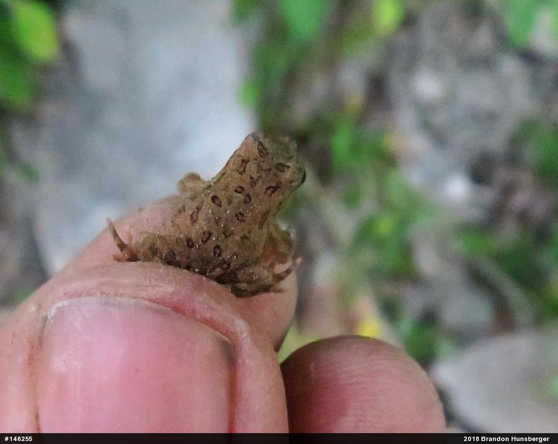 Eastern American Toad