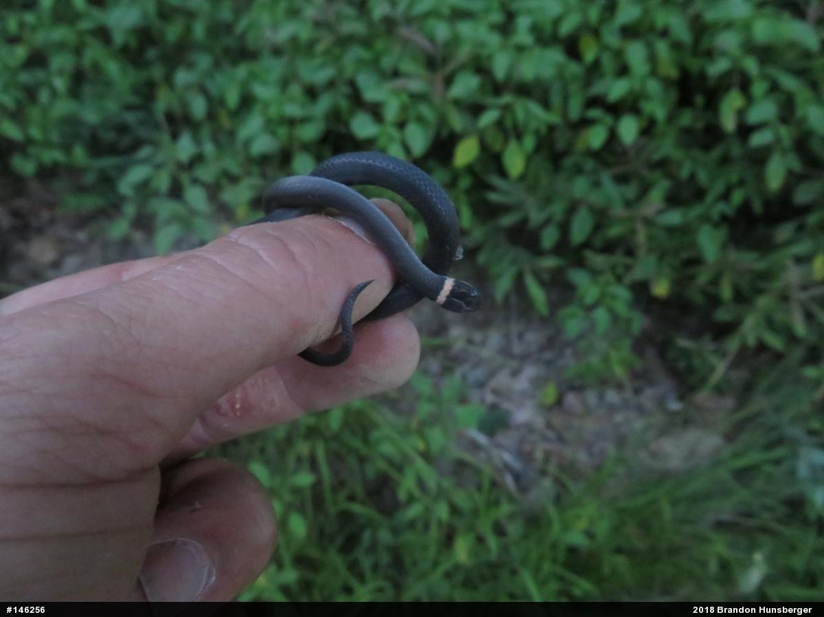 Northern Ring-necked Snake
