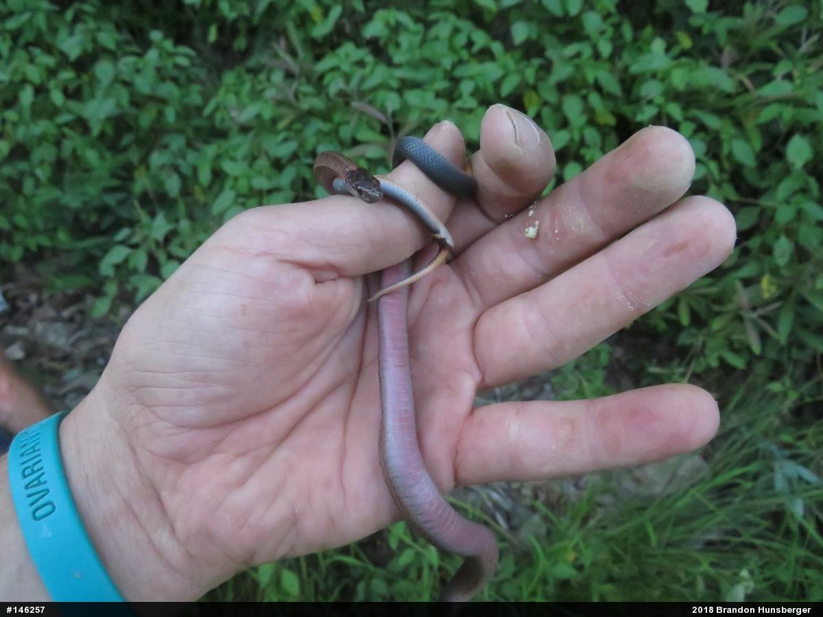 Red-bellied Snake