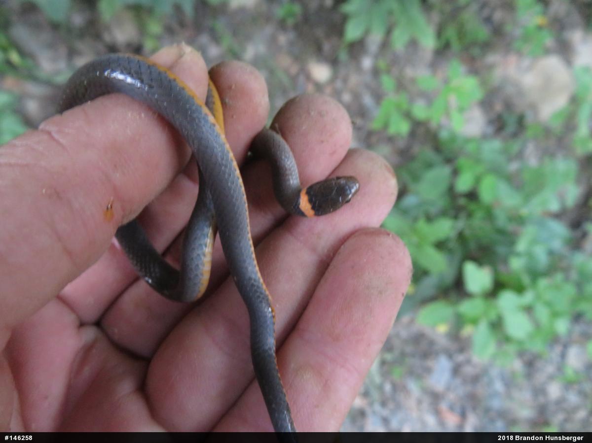 Northern Ring-necked Snake