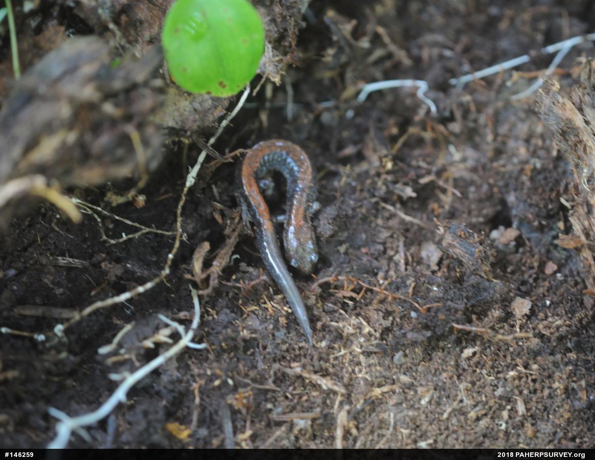 Eastern Red-backed  Salamander