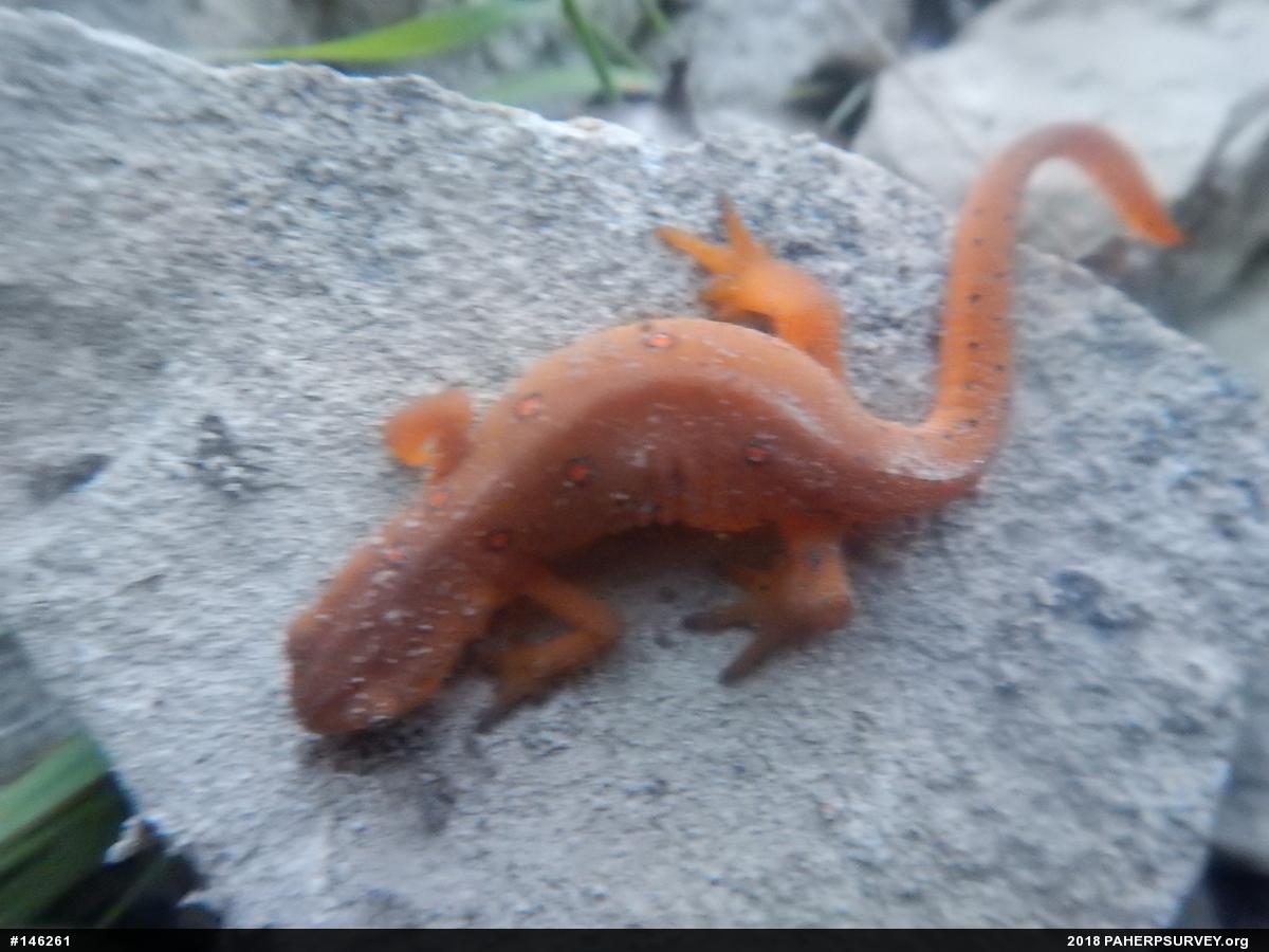 Red-spotted Newt