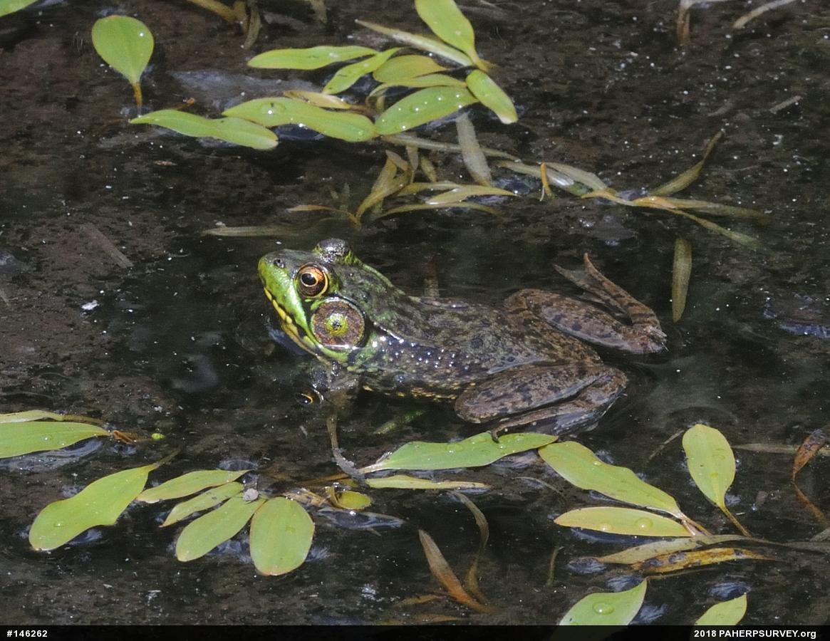 Green Frog