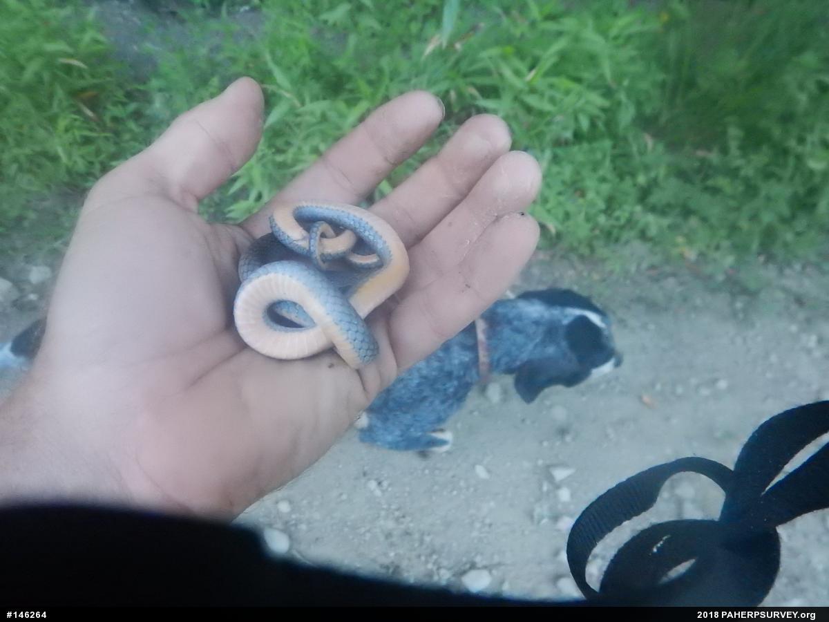Northern Ring-necked Snake