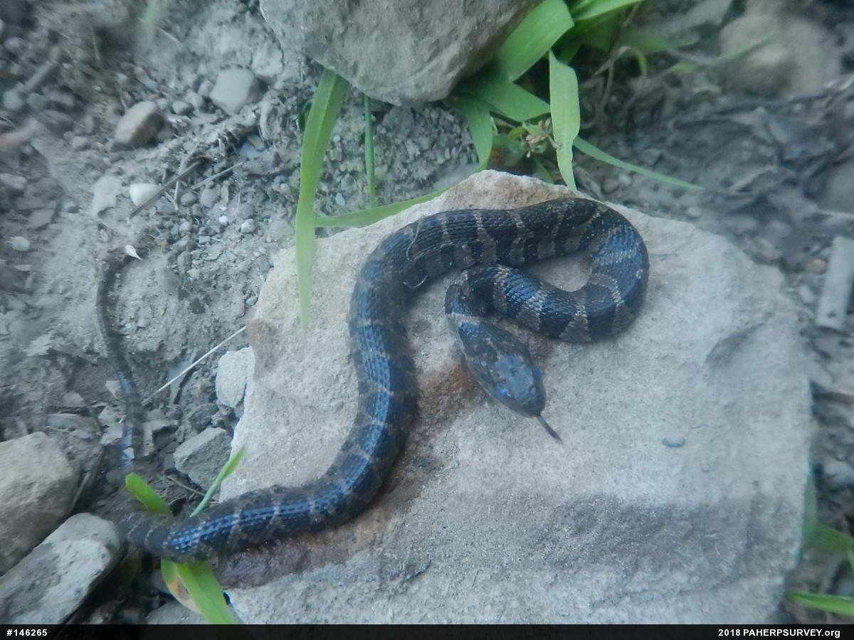 Northern Watersnake