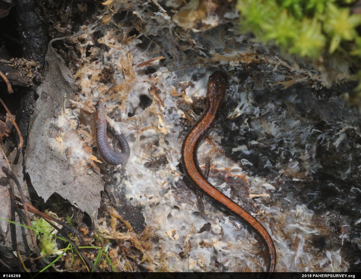 Eastern Red-backed  Salamander