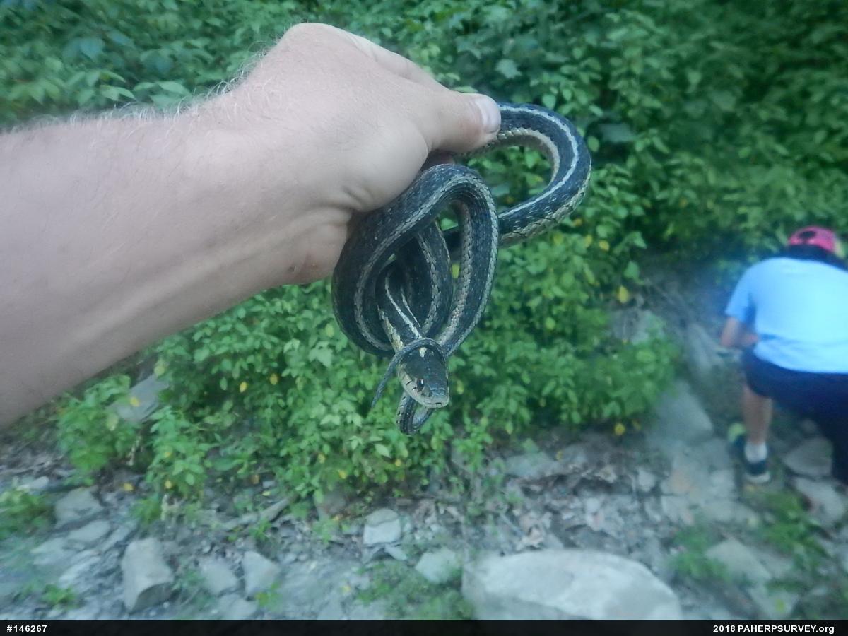 Eastern Gartersnake