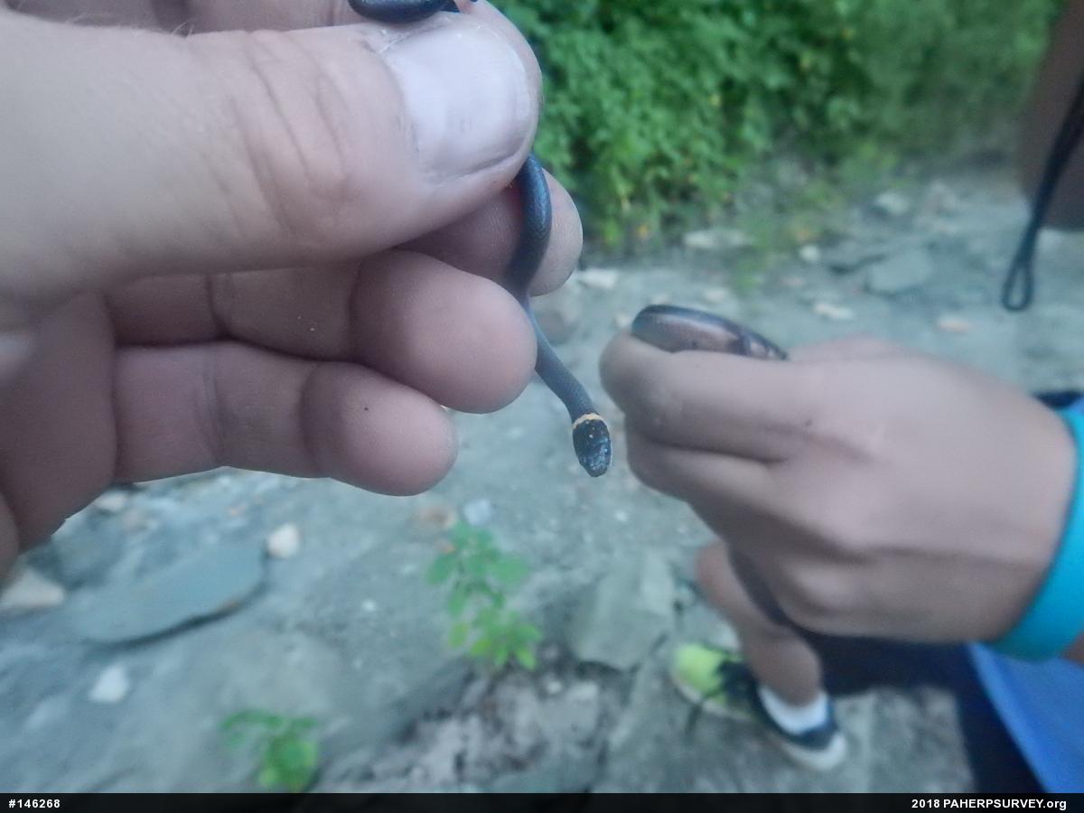 Skinks