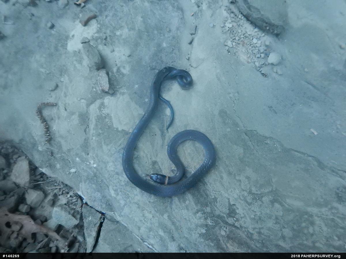 Northern Ring-necked Snake
