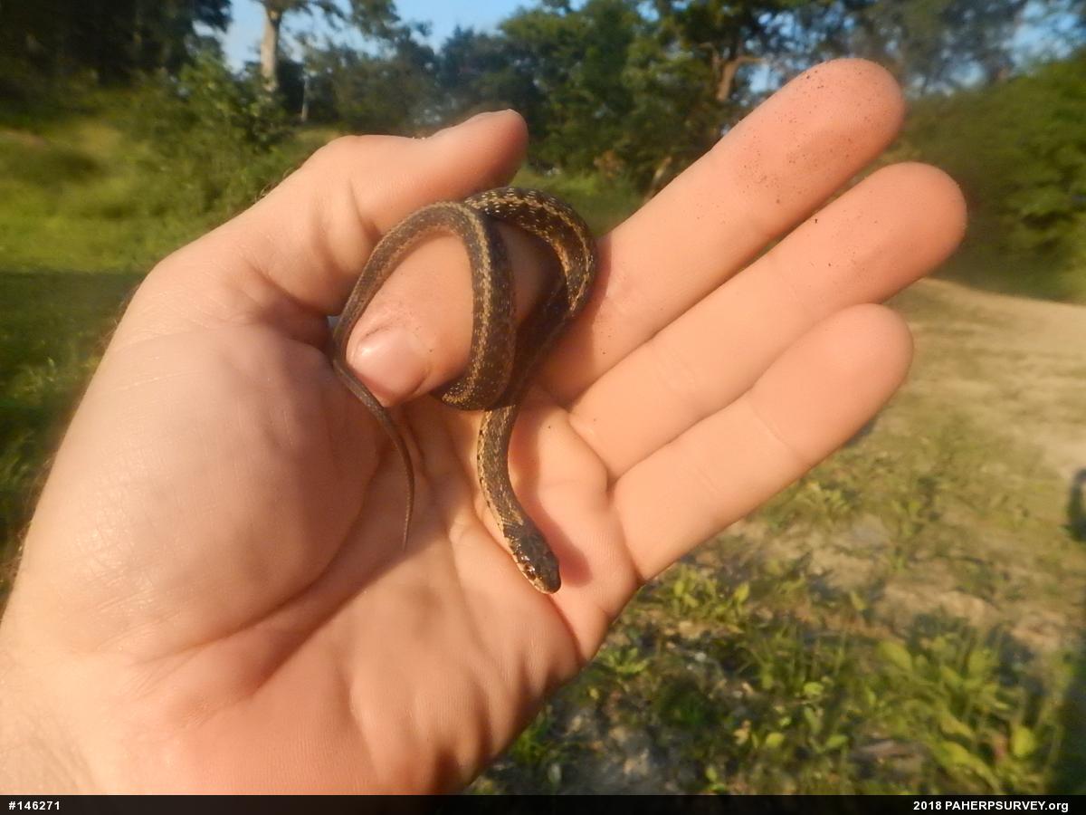 Eastern Gartersnake