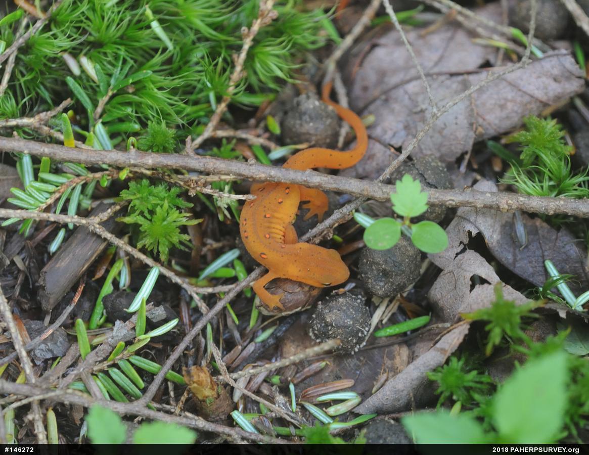 Red-spotted Newt