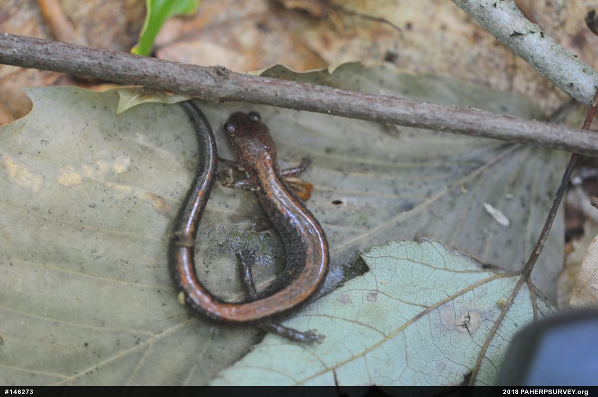 Eastern Red-backed  Salamander