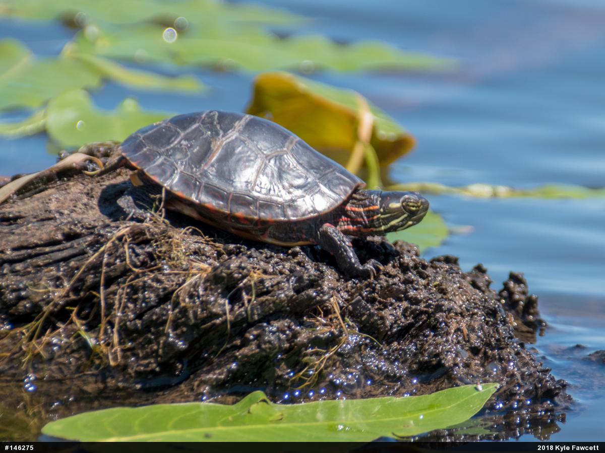 Painted Turtle