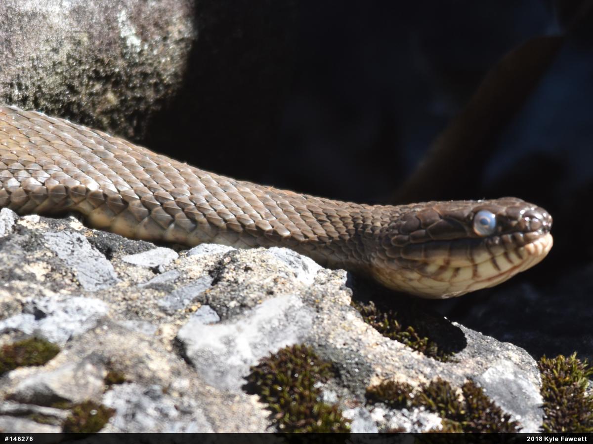 Northern Watersnake