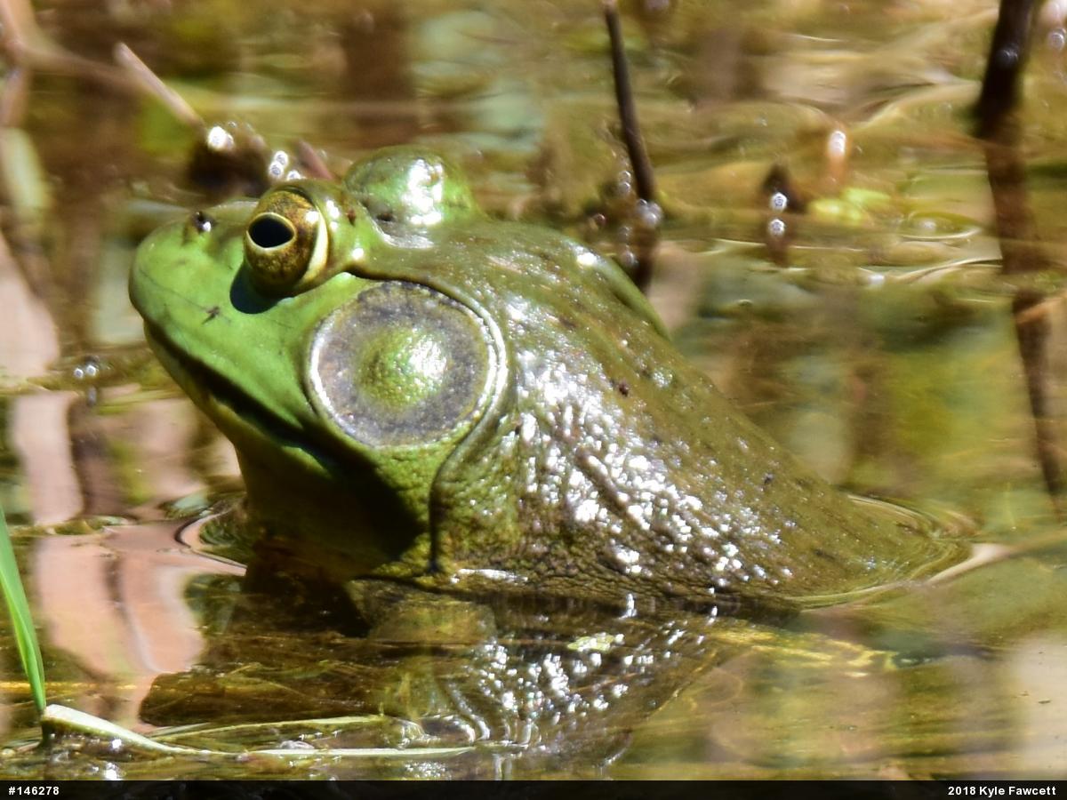 American Bullfrog