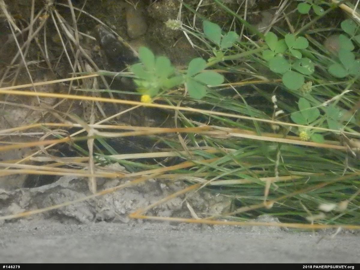 Eastern Gartersnake