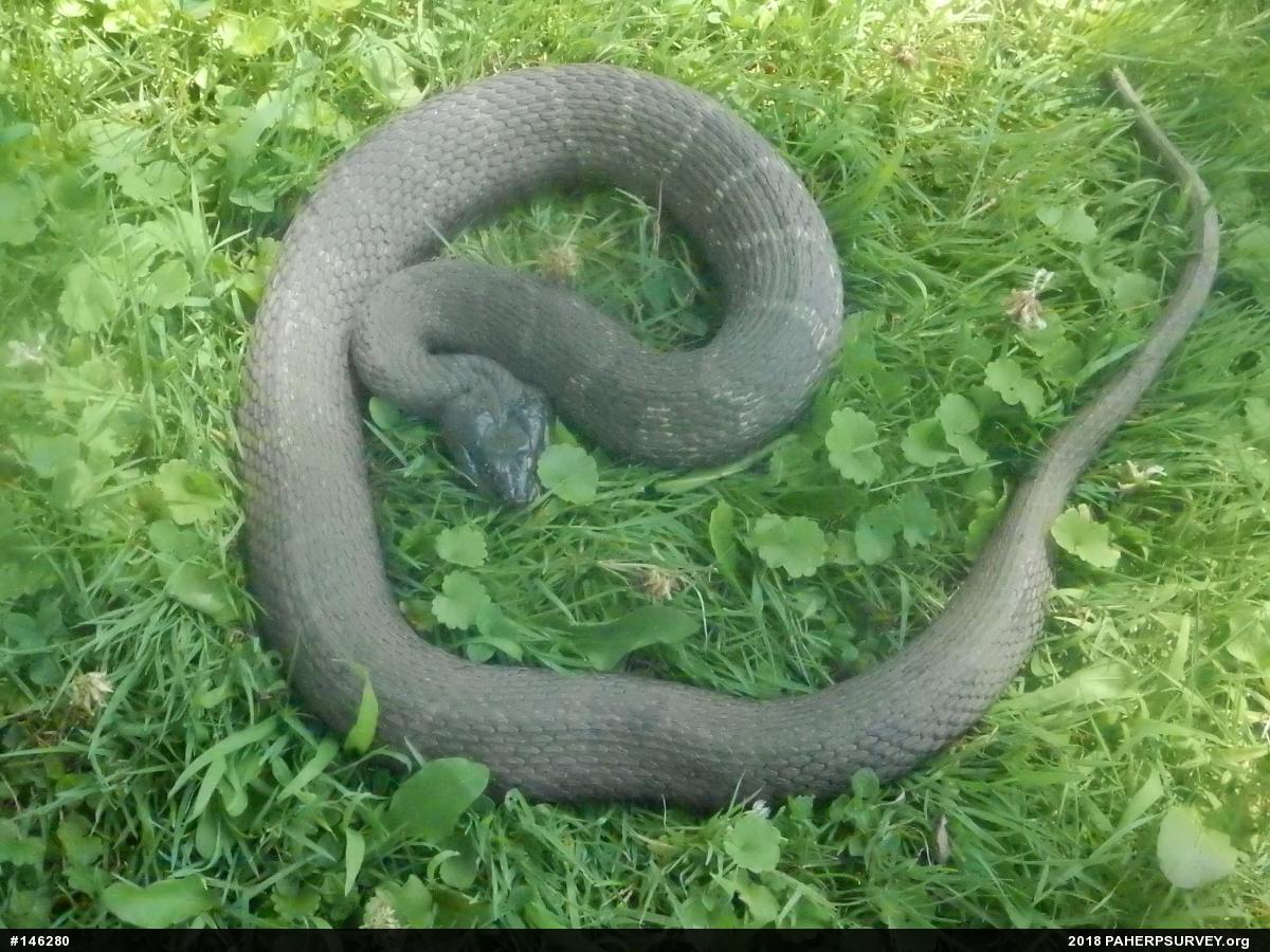 Northern Watersnake