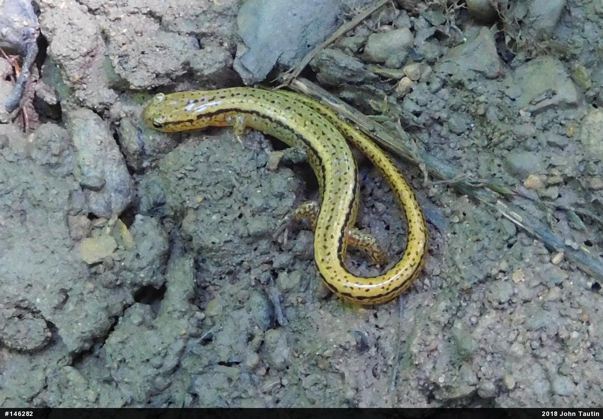 Northern Two-lined Salamander