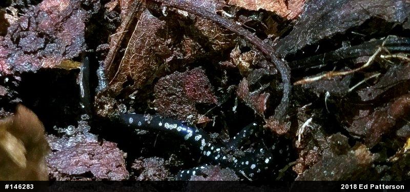 Northern Slimy Salamander