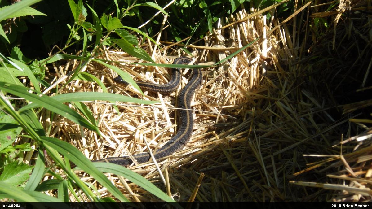 Eastern Gartersnake