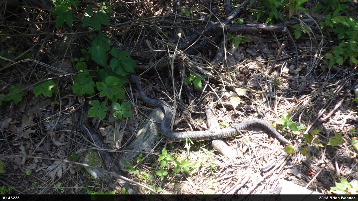 Timber Rattlesnake