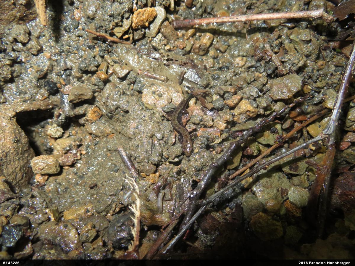 Allegheny Mountain Dusky Salamander