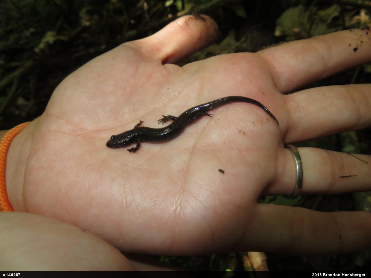 Allegheny Mountain Dusky Salamander