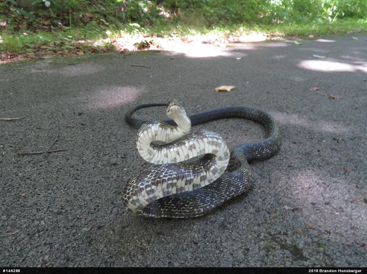 Eastern Ratsnake