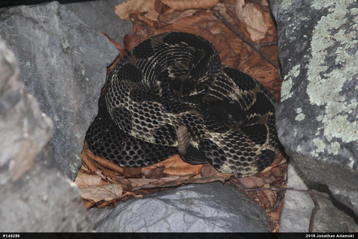 Timber Rattlesnake