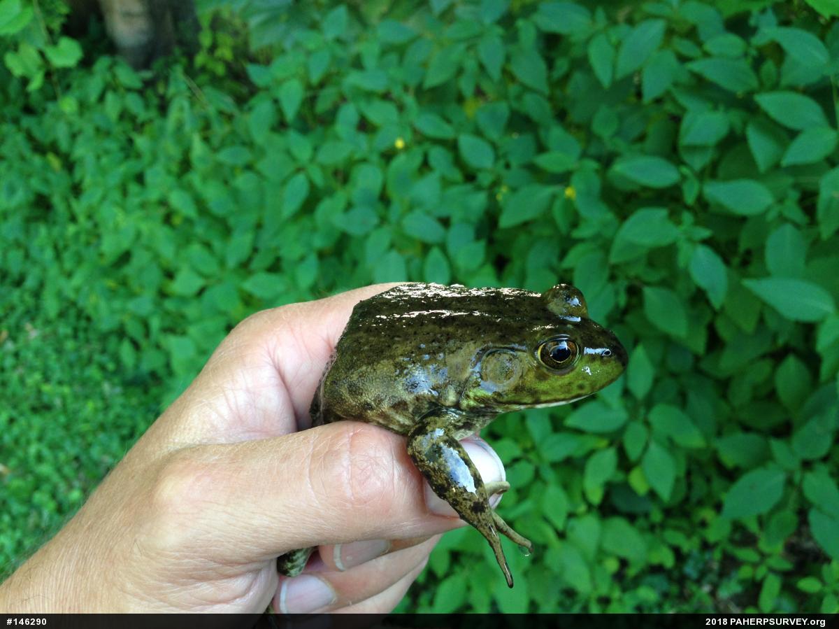 American Bullfrog