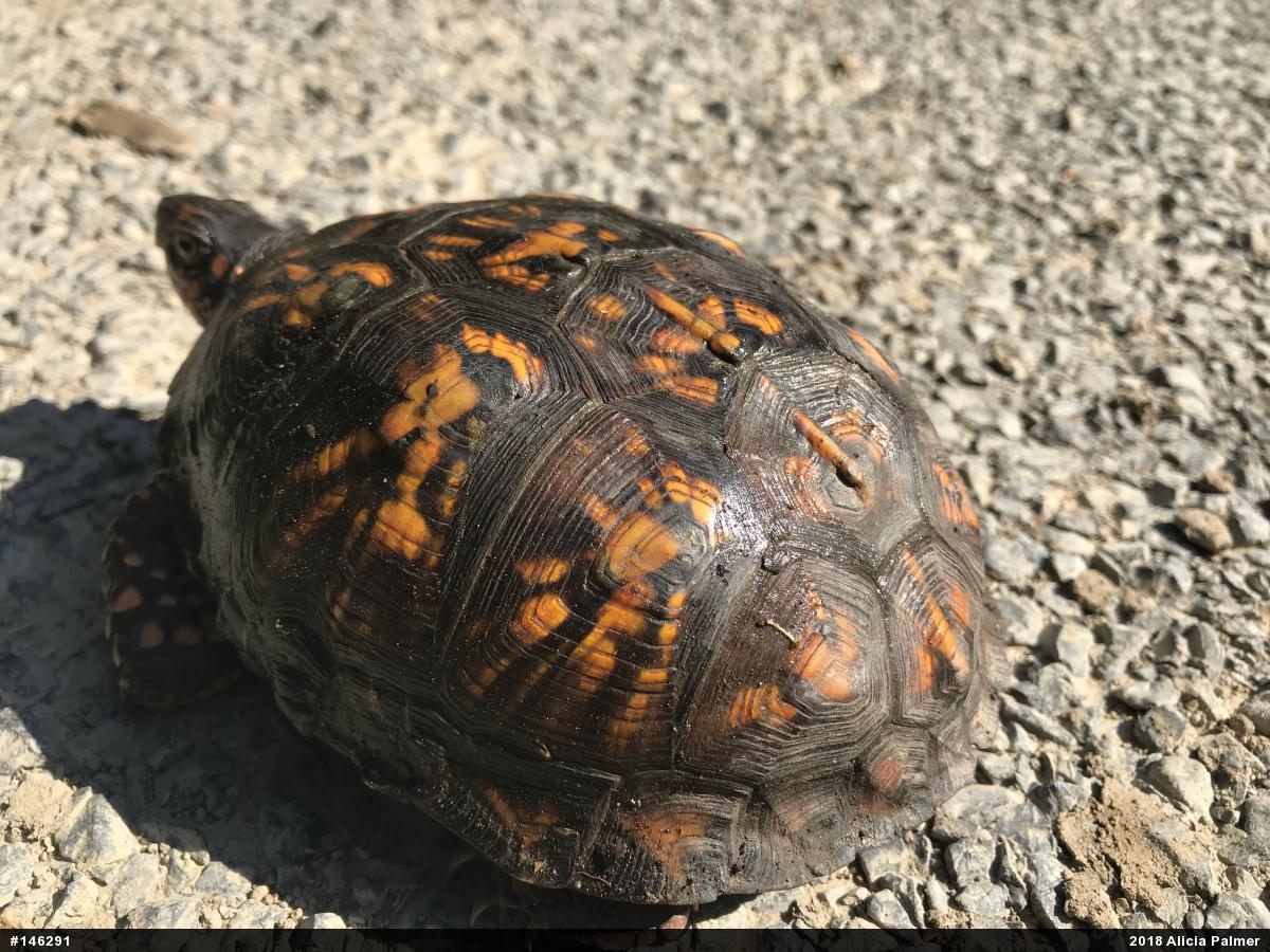 Eastern Box Turtle
