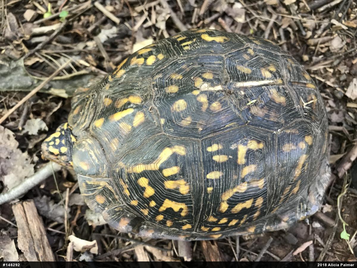 Eastern Box Turtle