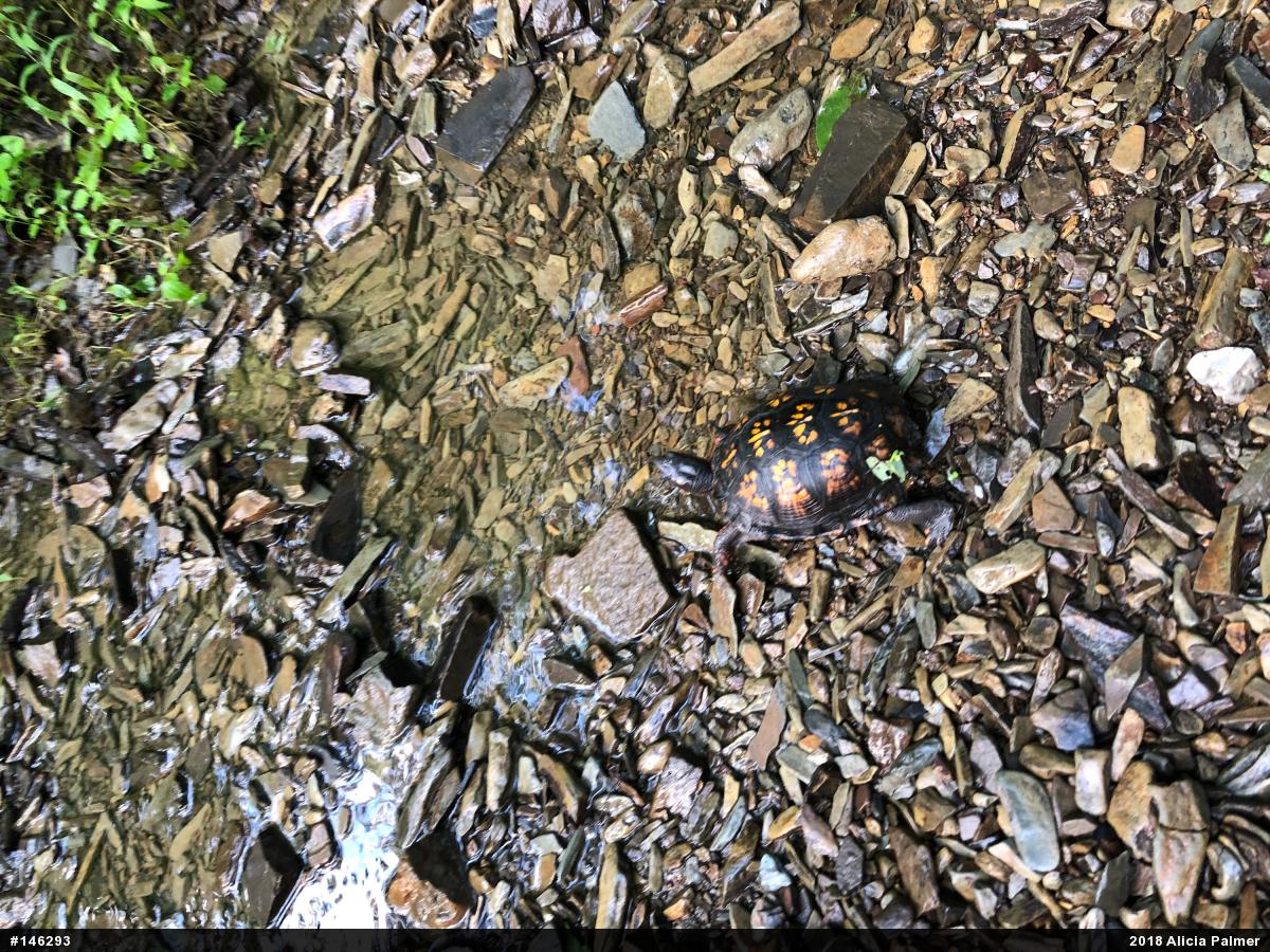 Eastern Box Turtle