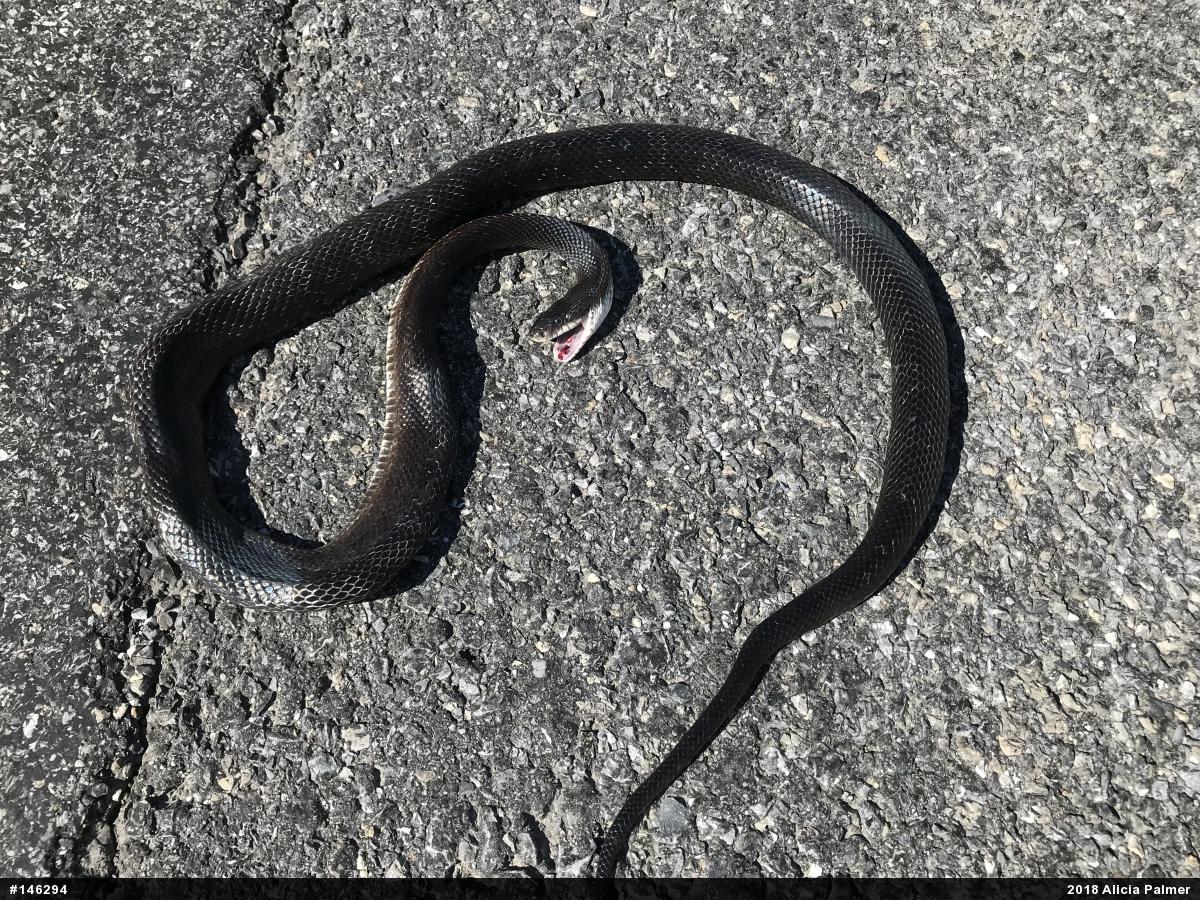 Eastern Ratsnake