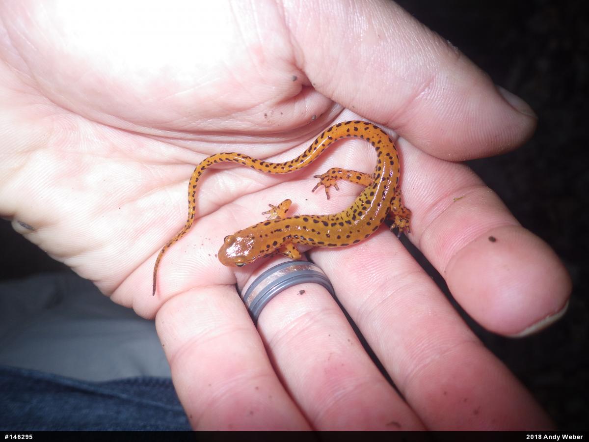 Eastern Long-tailed Salamander