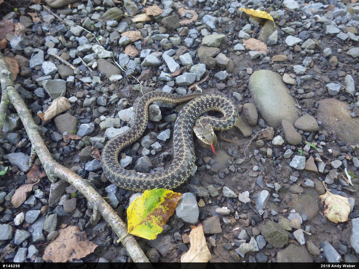 Eastern Gartersnake