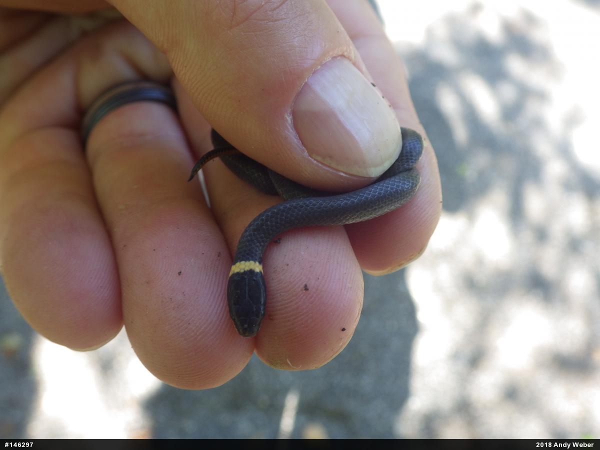 Northern Ring-necked Snake