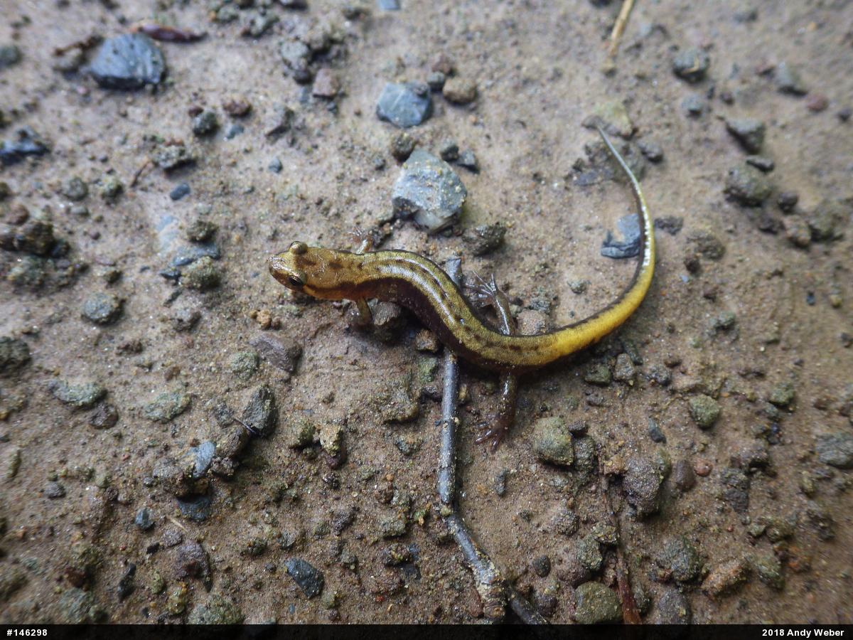 Allegheny Mountain Dusky Salamander